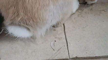 娱乐吃瓜小兔兔