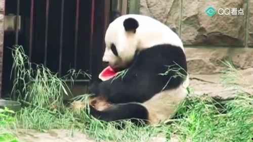 娱乐圈吃瓜熊猫胖胖,熊猫胖胖的吃瓜日常